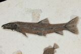 Wide Green River Fossil Fish Mural - Ready to Hang #104583-3